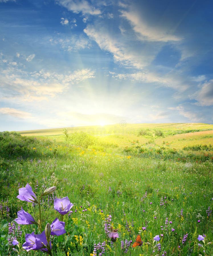 Sunny Field of Wild Flowers Stock Image - Image of pasture, asteraceae ...