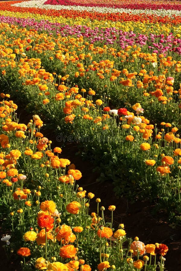 Flower Field In Summer.Scenery View Of Beautiful Cosmos Flower Field In
