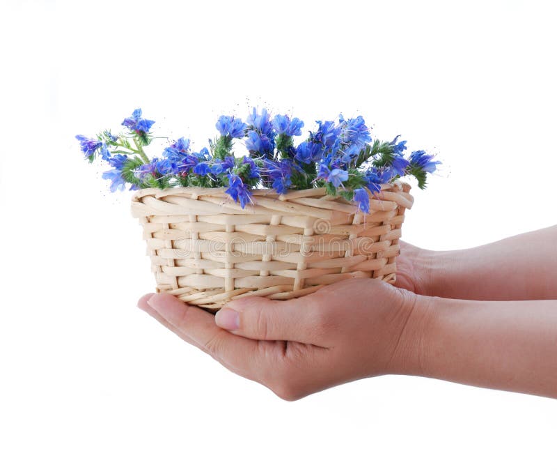 Flower field in basket