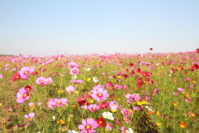 Flower field in day time.cosmos flower field in summer landscape background.colorful cosmos flowers planted