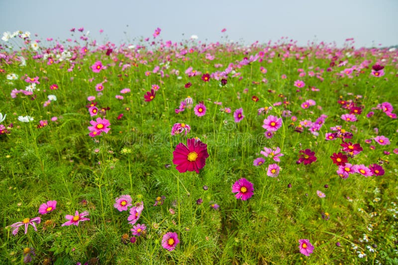 Flower Field in Northern Thailand Stock Photo Image of life, tone