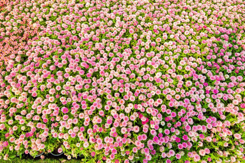 Flower Field in Northern Thailand Stock Image Image of summer, daisy