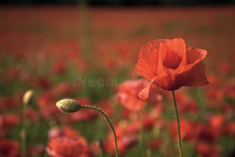 Flower field. Remembrance day, Anzac Day, serenity.