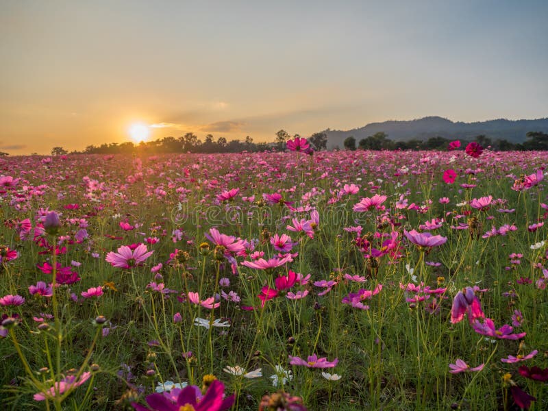 Flower field in summer.Scenery view of beautiful cosmos flower field in morning.Pink flowers field landscape.