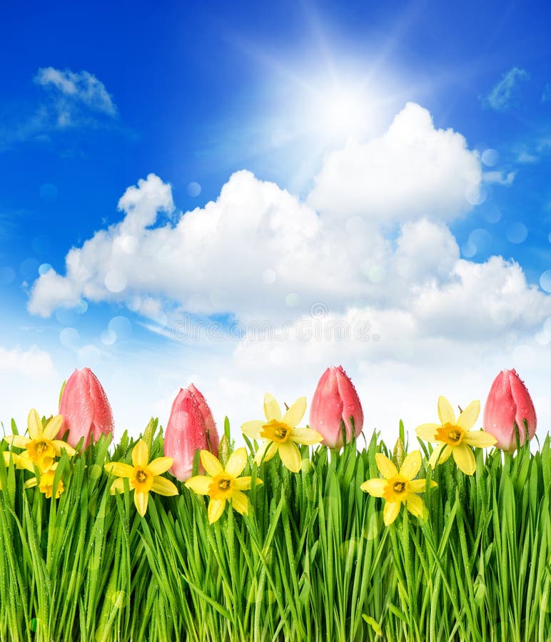 Flower Field with Narcissus, Easter Eggs in Grass Stock Image - Image ...