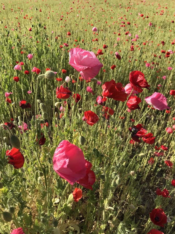 Flower, Field, Ecosystem, Wildflower Picture. Image 100703359