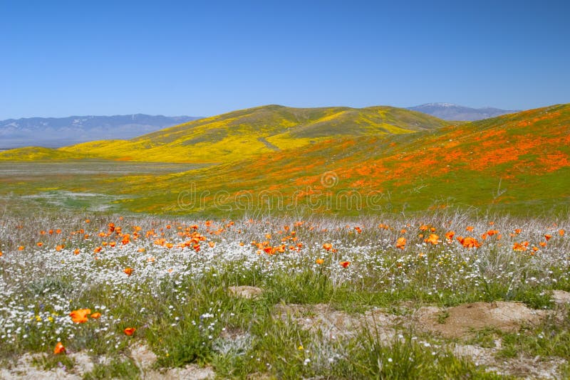 De vistoso flor campo, incluido, naranja a blanco flores, en antílope el valle,.