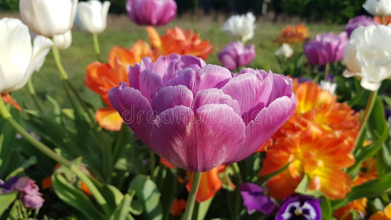 Flower in the fields stock image Flower in the fields stock image