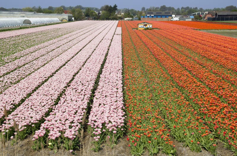 Flower Farm in Holland stock image. Image of dutch, machinery 33814623