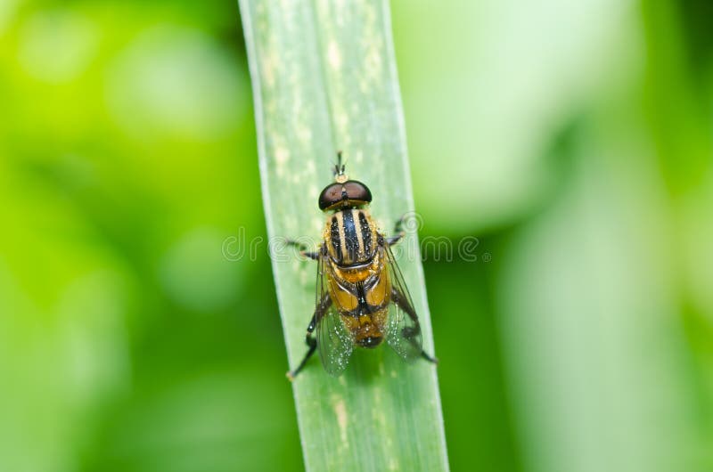 Flower Files or Fruit Flies in Green Nature Stock Photo Image of yellow, colorful 20773620