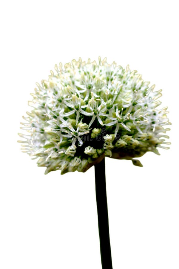 Flower fillet of garlic isolated on a white background