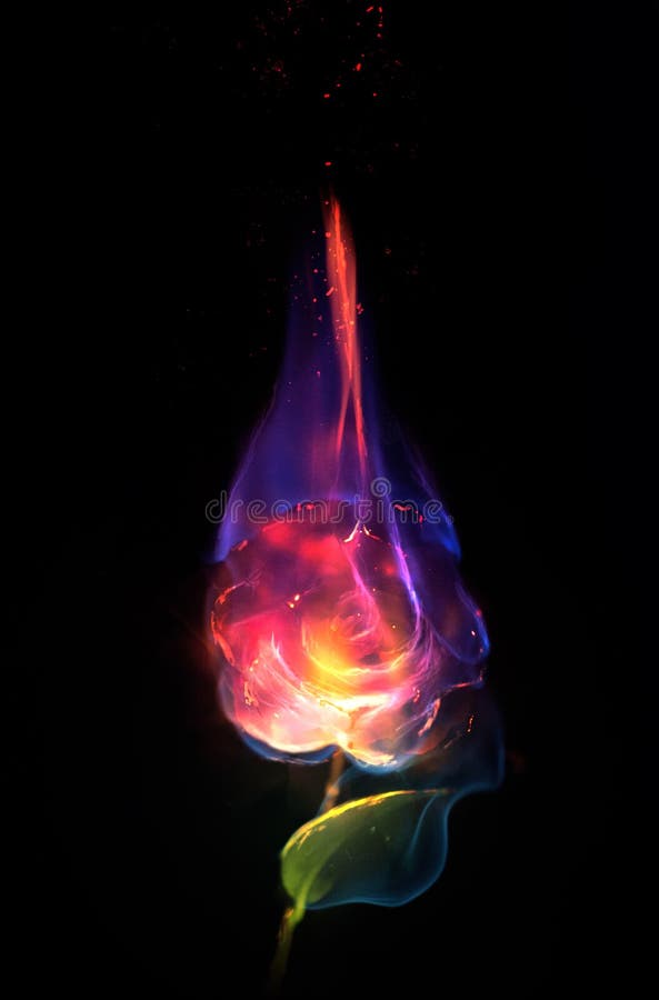 Flower on fire stock photo. Image of flower, flame, fire 110888786