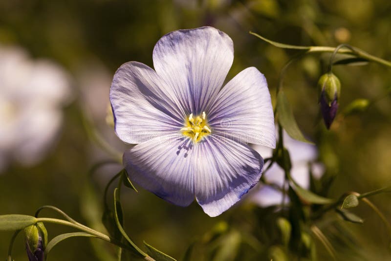 Flower of flax stock photo. Image of herbal, crop, field - 61186270