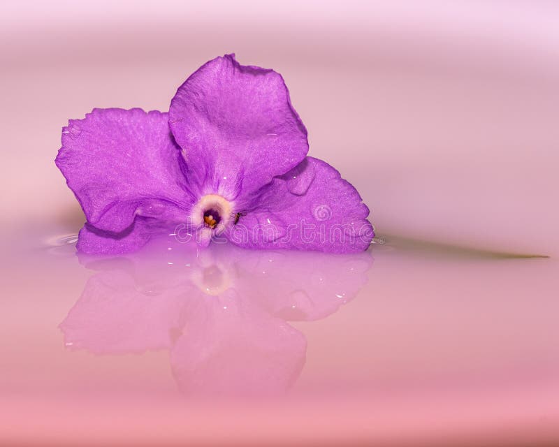 Flower Floating on Water with Reflection Stock Photo Image of botanical, colorful 180056878