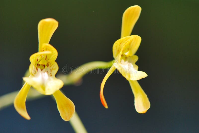 flower, flora, yellow, plant, flowering plant, macro photography, close up