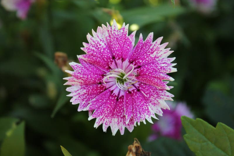 Flower, Flora, Plant, Annual Plant Picture. Image 134930373