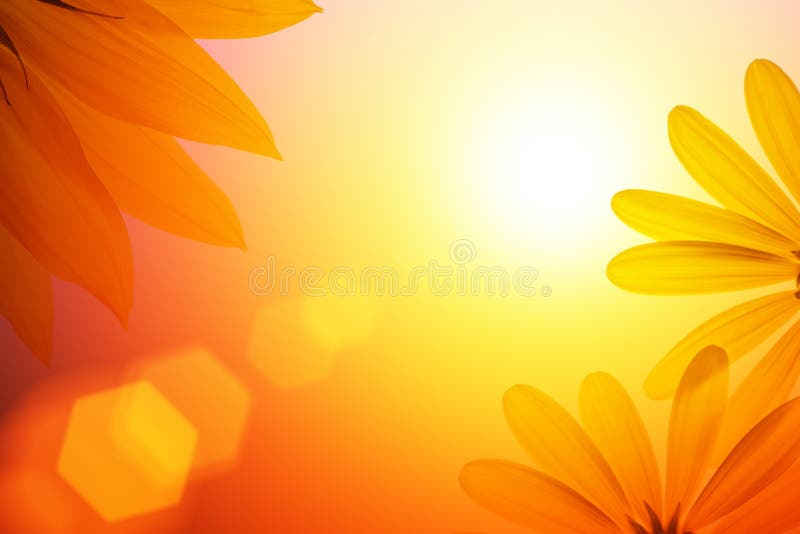 Sluneční svit slunečnice sedmikráska květina.