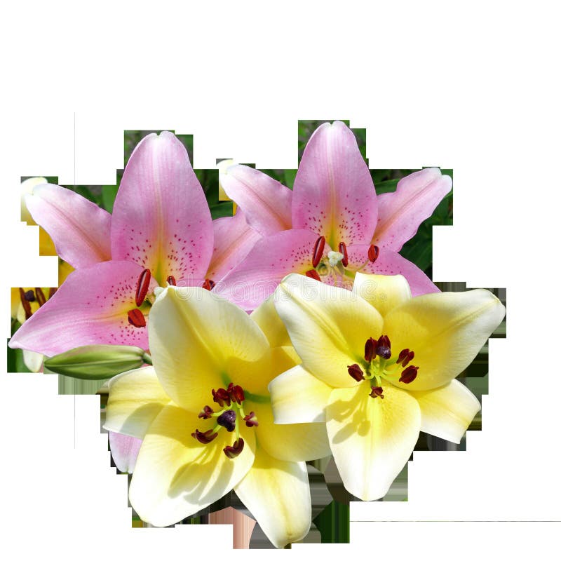 Flower, Flowering Plant, Lily, Plant Picture. Image 100832195