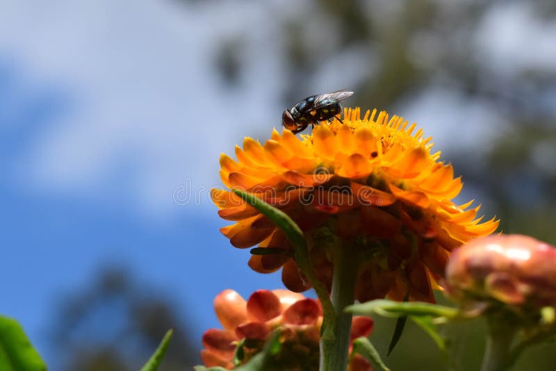 Flower Fly on an Everlasting Flower Stock Image Image of orange, tree