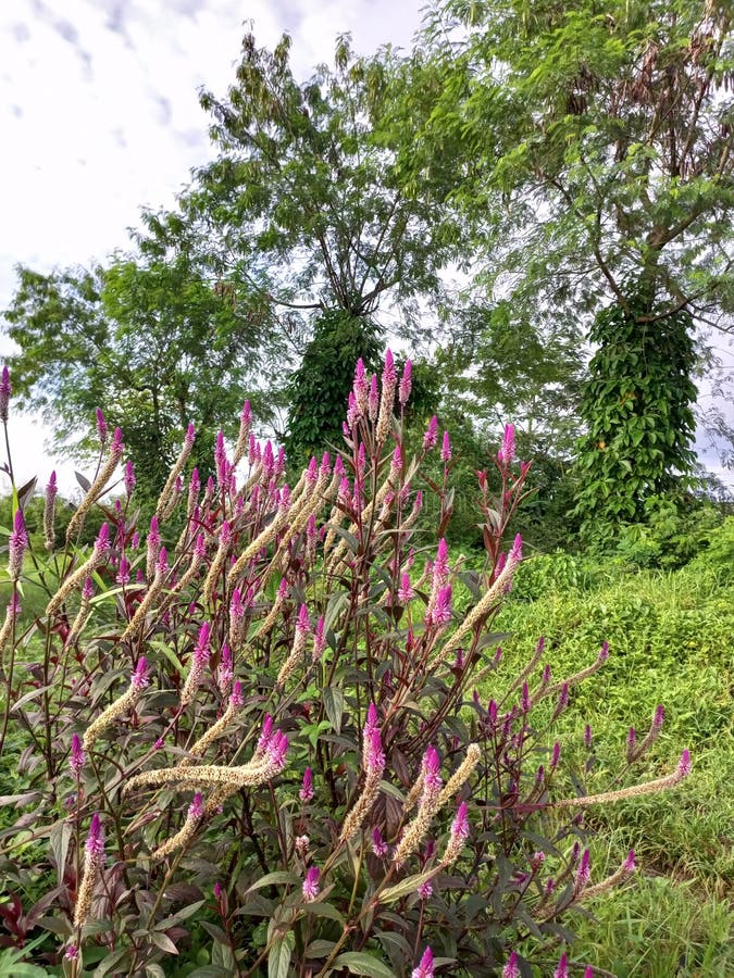 Flower in the found something good royalty free stock images