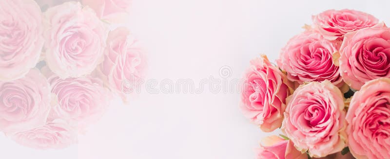 Flower Frame, Banner. Delicate Card with Pink Roses on a White ...