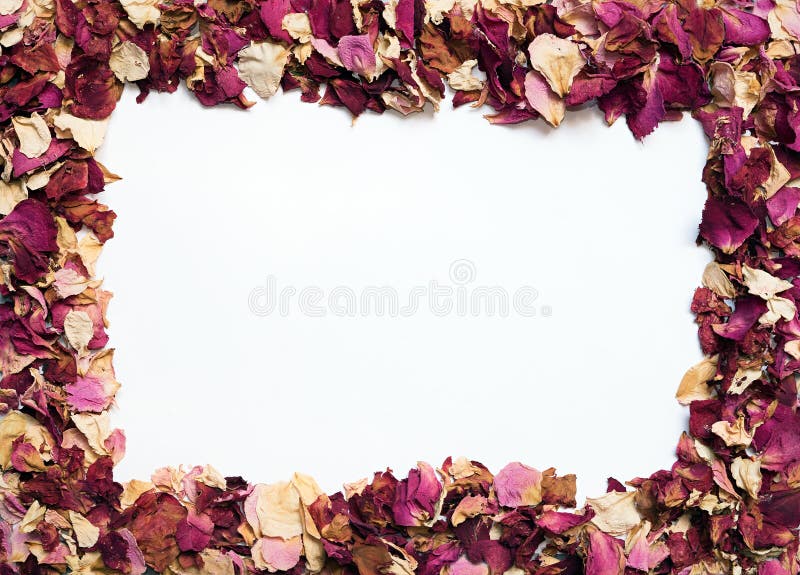 Flower Frame of Dried Rose Petals in Warm Colors Stock Photo Image of