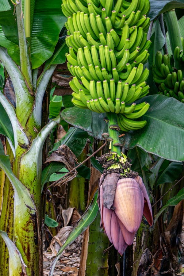 Flower and Fruit on a Banana Plant Stock Image Image of flora, food
