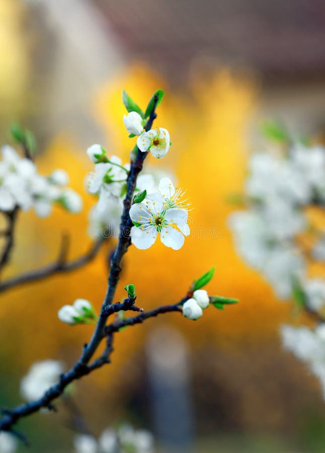 Flower of fruit tree stock photo. Image of apple, beauty 29094680