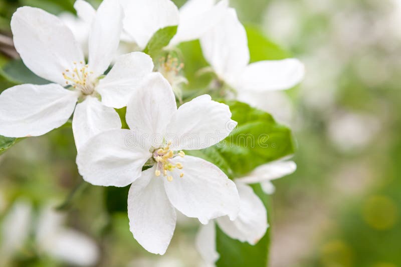 Flower of a fruit tree stock image. Image of sakura 120267821