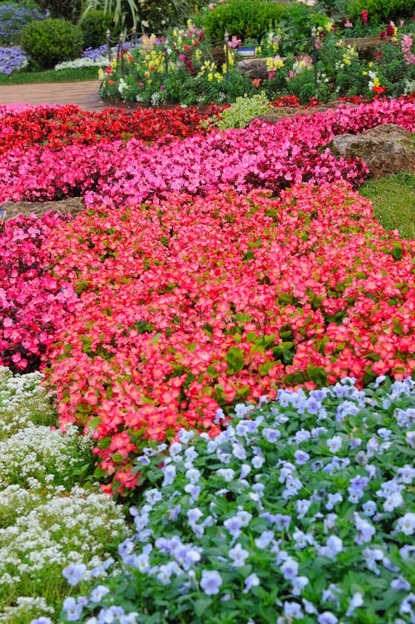 Flower garden royalty free stock photo