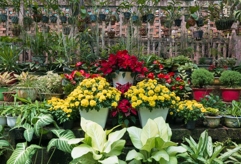 Bellissimo, colorato, pieno diverso Tipi da fiori.