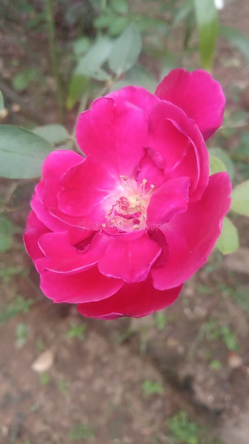 Flower,garden, beauty, nature, red garden beuty,. Flower,garden, beauty, nature, red garden. Flowergarden royalty free stock photos Flower,garden, beauty, nature, red garden beuty,. Flower,garden, beauty, nature, red garden. Flowergarden royalty free stock photos