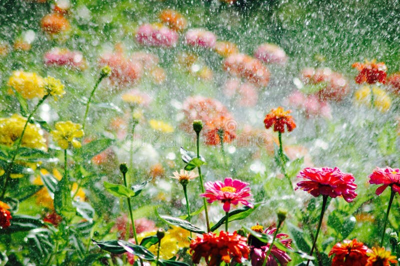 Flower garden stock images