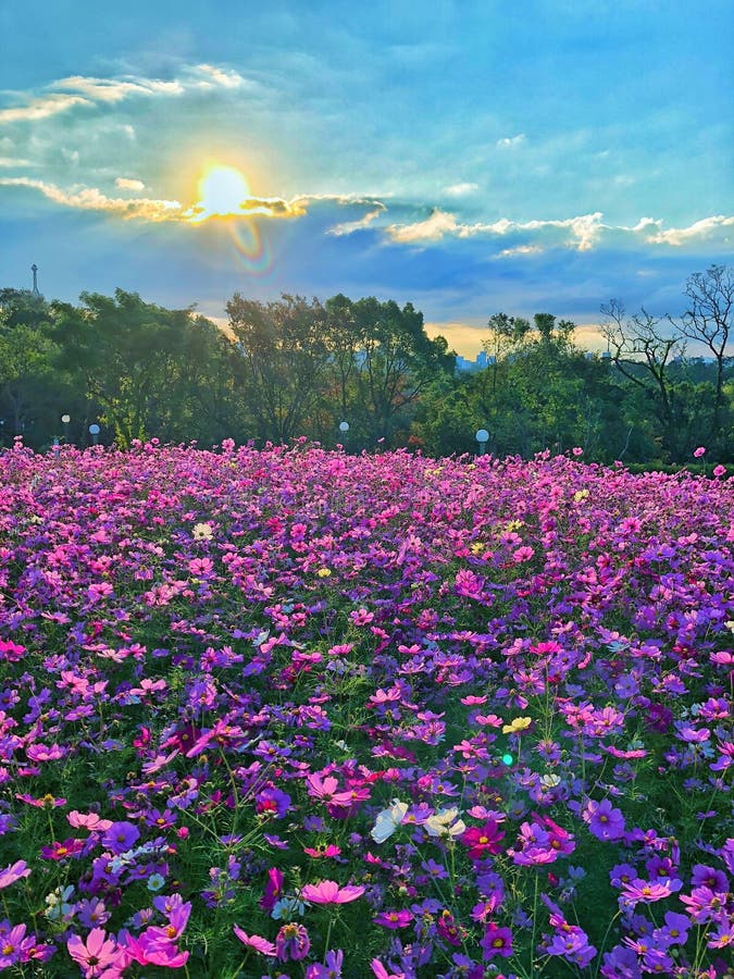 Sunrise flower garden stock image. Image of outdoor, earth - 61103377