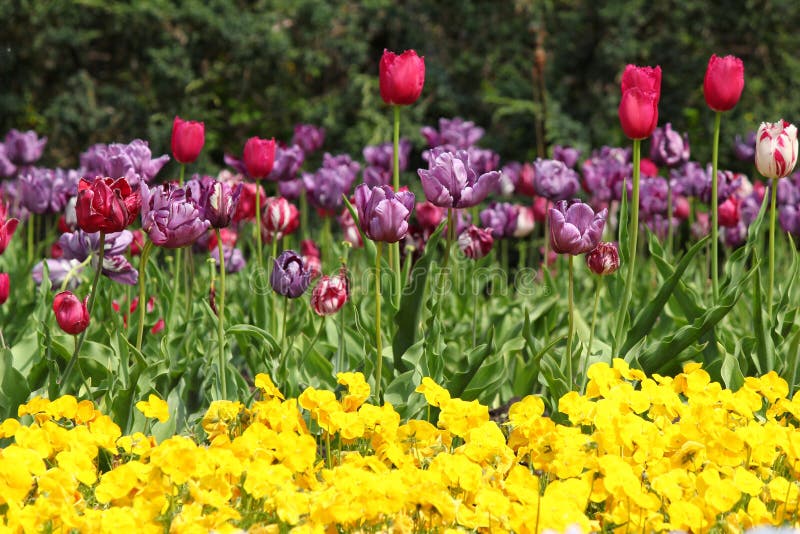 Front yard tulip garden stock image. Image of spring 40819085