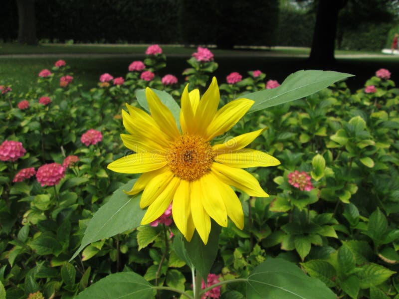 Flower Garden in Vienna Austria Sunflower Stock Photo Image of vienna