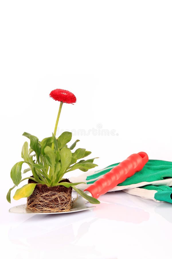 Trowel and plant stock image. Image of flora, floral 13469379