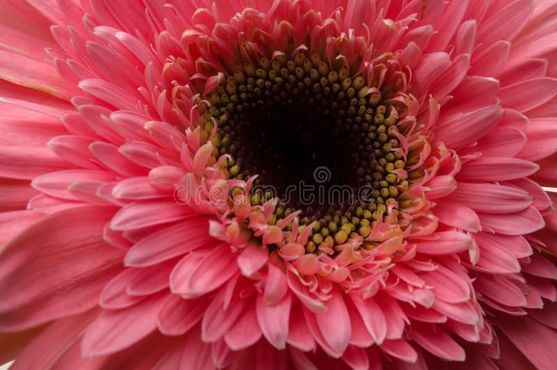 Flower of Gerber Daisy Collection Stock Photo Image of beauty, macro