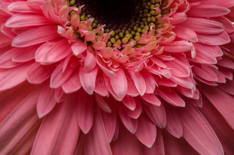 Flower of Gerber Daisy Collection Stock Photo Image of natural