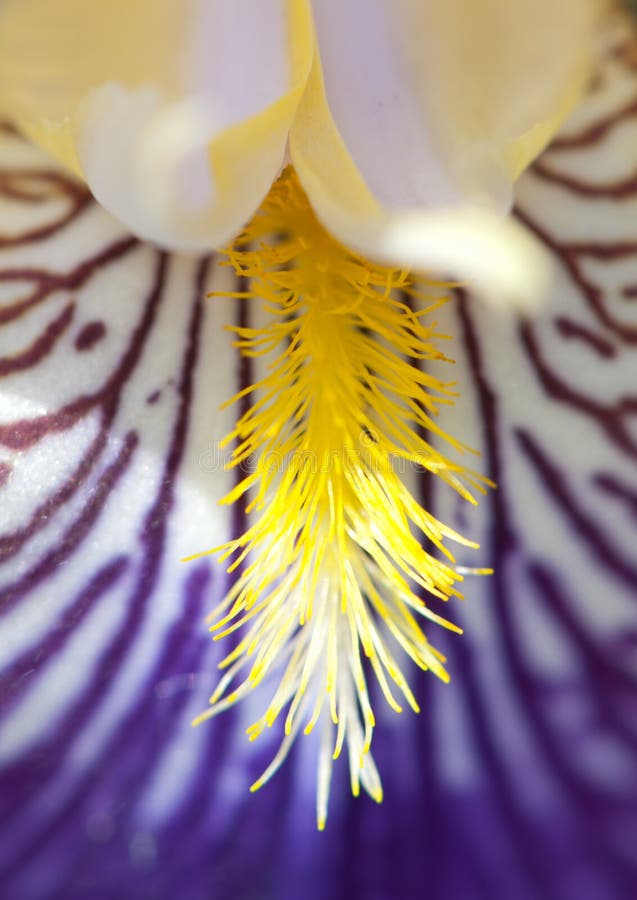 Flower of German Iris, Detail Stock Photo Image of pedicel, violet