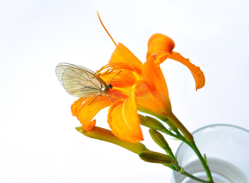 Orange flower in a glass of water on the flower is perched butterfly isolated on white background. Orange flower in a glass of water on the flower is perched butterfly isolated on white background.