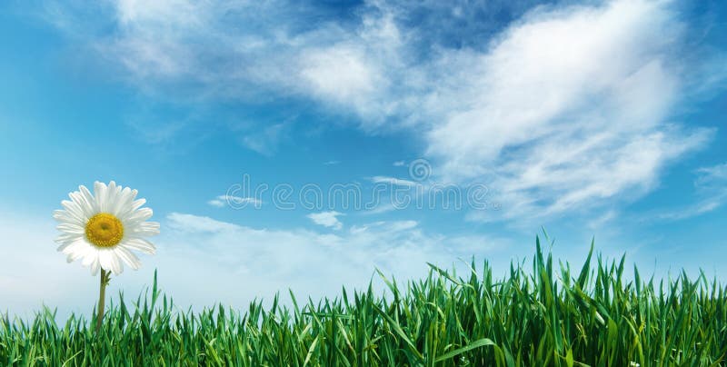 Flower with grass and clouds