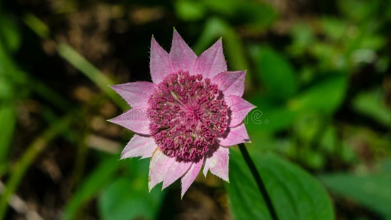 Flower of Great masterwort or Astrantia maxima close-up, selective focus, shallow DOF