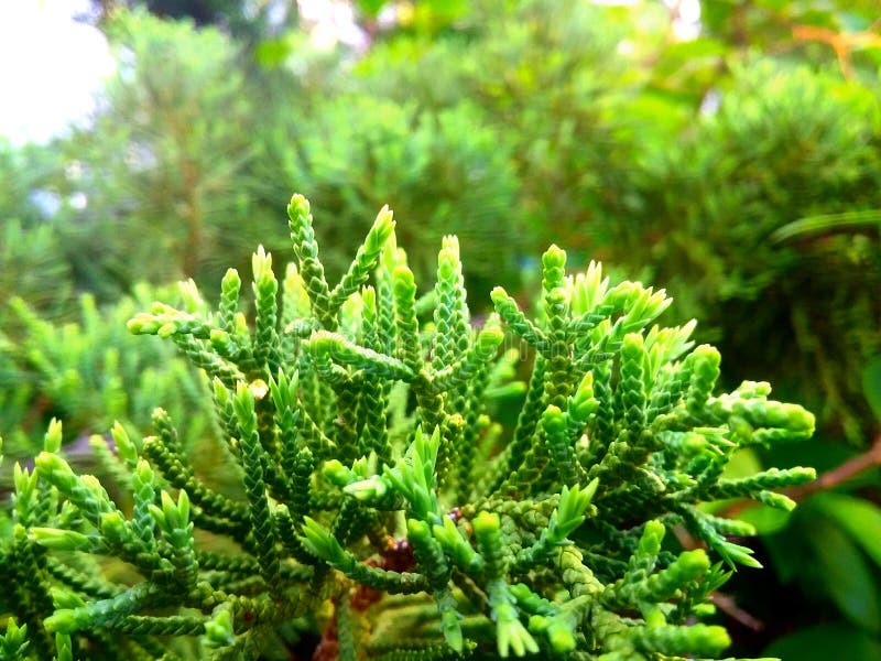 Flower Green Leaves on the Green Backgrounds. green Leaf Background