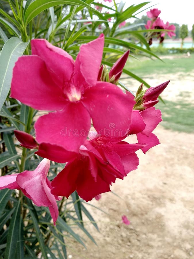 Flower Patti Stock Photos - Free & Royalty-Free Stock Photos from Dreamstime Flower Patti Stock Photos - Free & Royalty-Free Stock Photos from Dreamstime