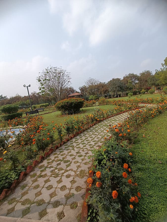 Flower Greenery Make the Beautiful Environment Stock Image Image of