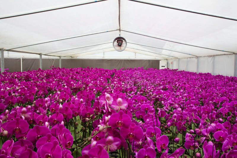 Flower greenhouse