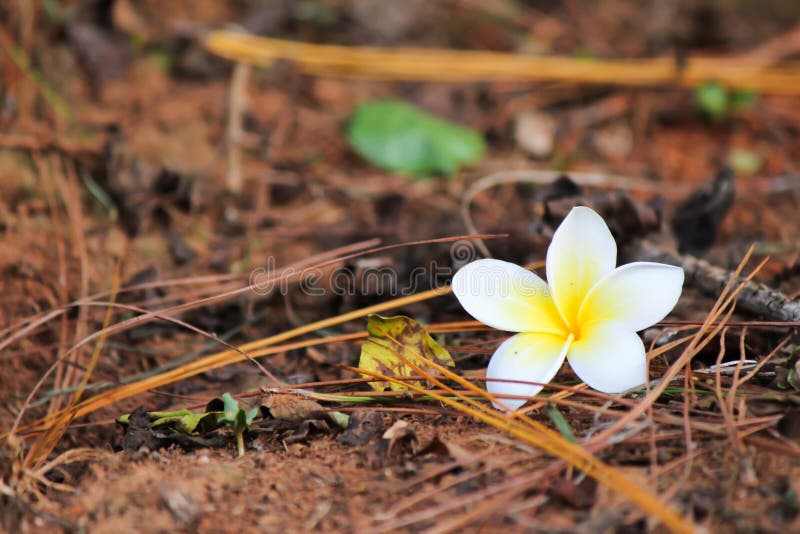 Flower on the ground. stock image. Image of apocynaceae 42489093