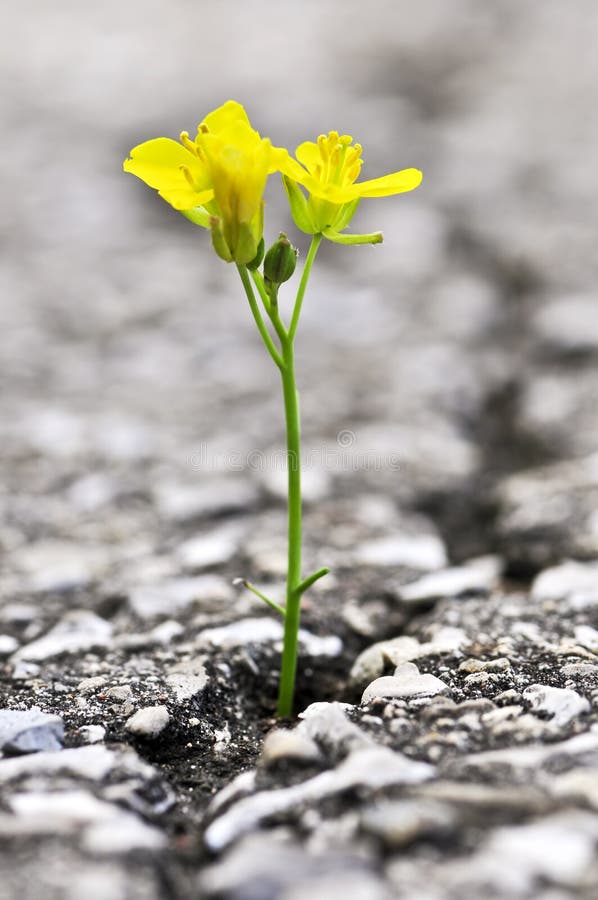 Free Flower Growing From Crack In Asphalt Stock Images - 6515384
