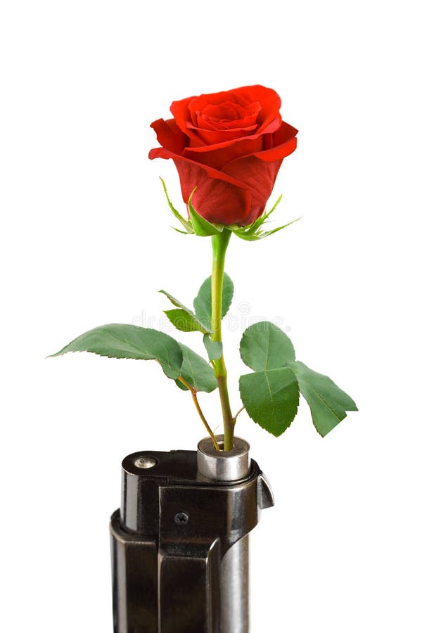 Flower and gun stock photo. Image of isolated, romance - 5412190